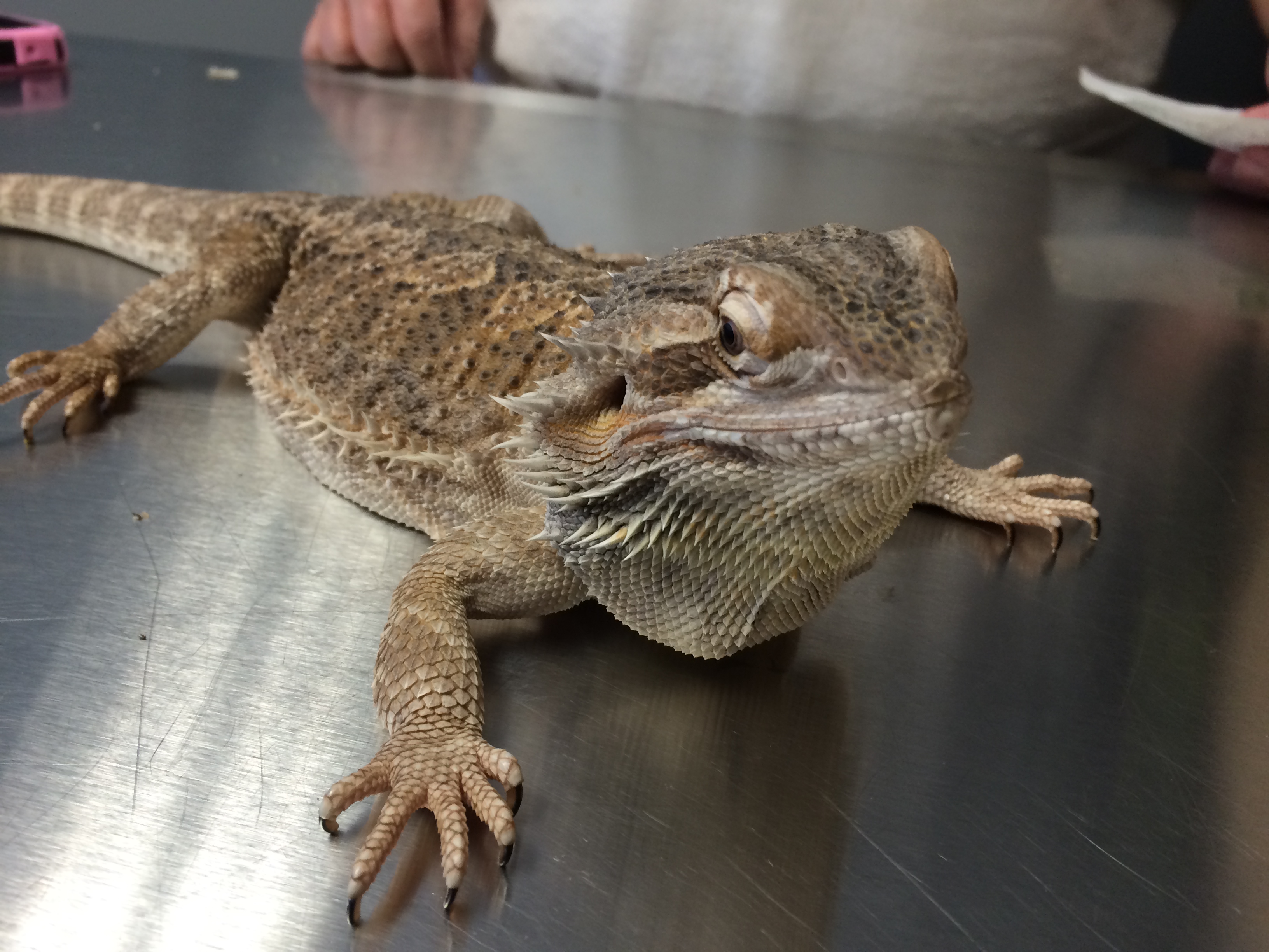 bearded dragon stuffy