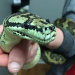 An ailing Carpet Python was treated recently