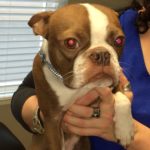 Boston Terrier in for check up